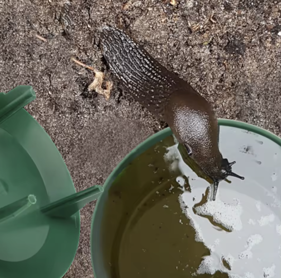 Snail trap
