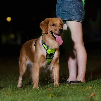 Luminous Dog Harness - for maximum safety