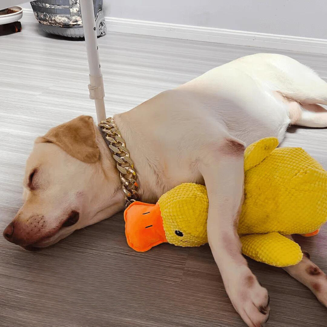 Dog toy for teeth cleaning - Duck